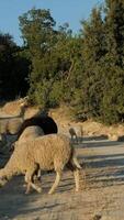 On Sheep Grazing Field video