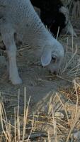 Sheep Grazing in a Field video