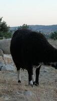 Sheep Grazing a Field video