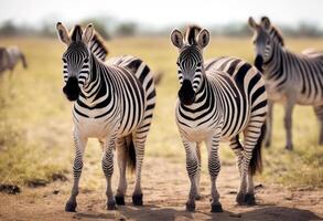 wildlife hippotigris olated zebra safari white long group background ng baby wild sitting family zoo collection animals panorama banner ai standing animal africa generative zebras photo