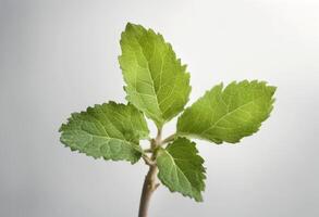 medicine green flower olated background white patchouli colours organic leaf plant aromatherapy produce rb photo