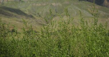 A field of tall grass with mountains in the background photo