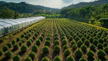 Durian Plantation with Greenhouses photo