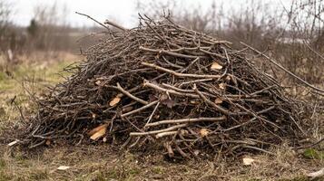 A Massive Pile of Nature's Gifts photo