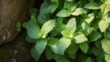 Close up of vibrant mint leaves photo