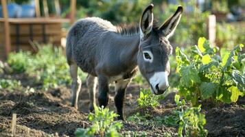 Adorable Grey Donkey in a Garden photo