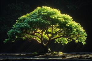 A tree with bright light shining through it photo