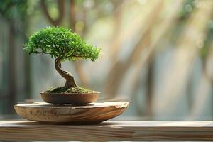 Bonsai tree on wooden table with sunlight shining through photo