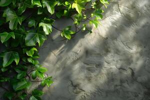 A wall with ivy growing on it photo