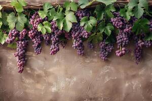 Grapes hanging from a vine on a wall photo