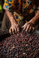 A man is sorting coffee beans photo