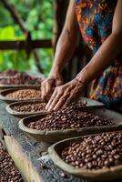 A woman is sorting coffee beans on a table photo