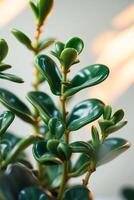 Close up of shiny jade plant leaves illuminated by soft evening light in a cozy indoor space photo