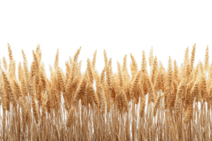 Golden Wheat Stalks Border Pattern Isolated on Transparent Background with Copy Space png
