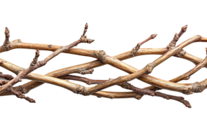 Woven Willow Branches with Intricate Twists and Natural Texture on Transparent Background png