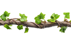 Old Grapevine Branch with Fresh Green Leaves Isolated on Transparent Background png