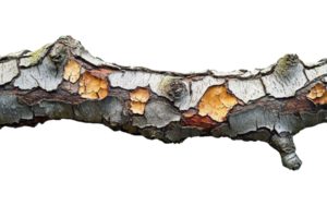 Closeup of a weathered tree branch with peeling bark showing rough textures and organic details isolated on transparent background png