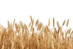 Close-up of Wheat Field Border Pattern Showing Textured Grain Ears and Stalks with Copy Space png