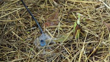 Close Up of Spider Spinning Web on Dry Grass and Leaves, Showcasing Natures Intricate Design and Habitat of Small Creature with Distinct Blue Eye. video