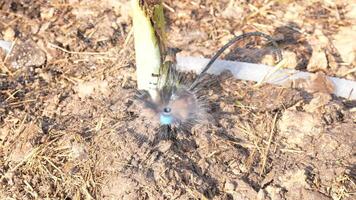 Efficient Irrigation System for Watering Plants Spray Nozzle Enhances Soil Moisture in Agriculture and Gardening for Optimal Growth video