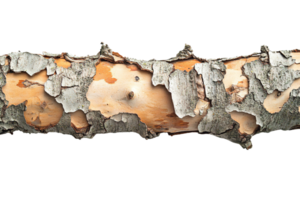 Textured Birch Tree Bark Pattern with Peeling White Outer Layer Revealing Orange Wood Surface Isolated on Transparent Background png