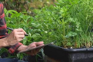 Person Using Tablet to Plan Gardening in Greenery Setting photo