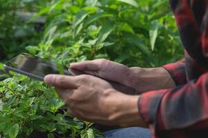 Person Using Tablet Surrounded by Lush Greenery in Nature photo