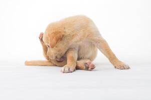 Playful puppy grooming itself in a bright minimalistic studio setting photo