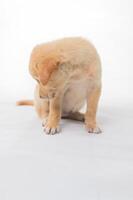 Cute Puppy Sitting Down with Head Bowed and Soft Expressions photo
