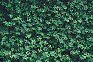 Dense Green Four-Leaf Clover Background with Natural Patterns photo
