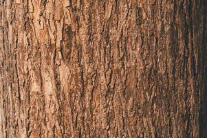 Close-Up of Textured Tree Bark Showing Natural Patterns and Colors photo