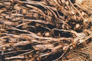 Dried Root Plant Materials Textures and Patterns for Design Use photo