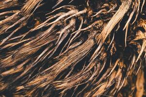 Intricate Texture Natural Roots and Twisted Fibers Close-Up photo