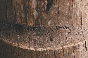 Detailed Close-Up of Tree Bark Texture with Natural Patterns and Cracks photo