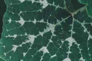 Close-Up View Intricate Green Leaf Texture and Patterns photo