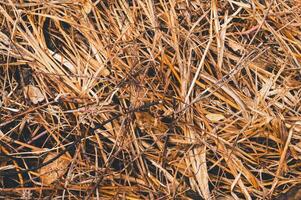 Dry Straw and Leaves on Ground Creating Natural Textured Background photo