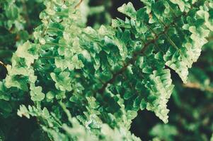 Lush Green Fern Leaves with Dewy Texture in Natural Environment photo