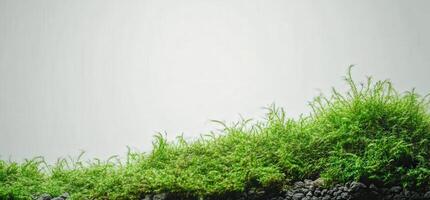 A mossy plant growing on a rock photo