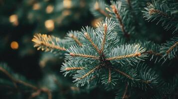 Closeup Pine Tree Branches with Bokeh Background photo