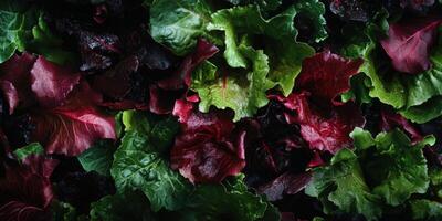 Closeup View Of Mixed Dark Red And Green Leaves photo