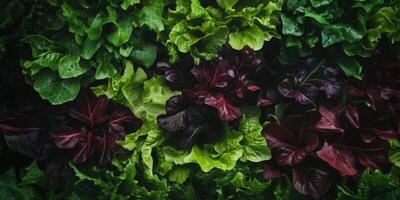 Closeup View Of Colorful Wet Leafy Greens photo
