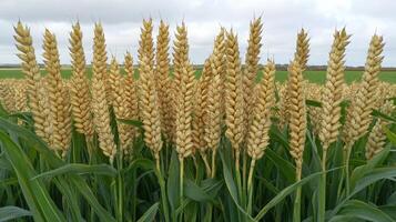 Close Up Of Ripening Wheat Ears In Field photo