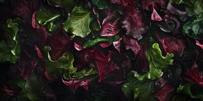 Closeup Mixed Dark Red and Green Leaves photo
