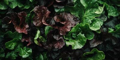 Close Up Of Mixed Greens With Water Droplets photo