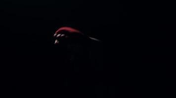 Boxer in the dark room with quick and accurate punches to prepare for the fight practicing shadow boxing. video