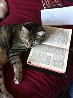 Shorthair Tabby Cat Sleeping with its Head on a Book photo