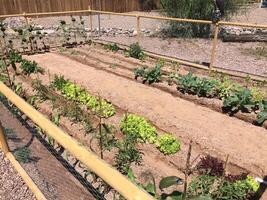 Vegetable Garden with Furrows in Apache Junction, Arizona Backyard photo
