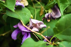 Bright Purple Flowers on Snail Vine in Bloom photo