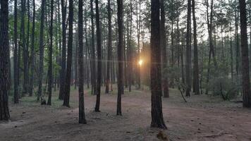 Sun Shining through Tall Trees, View while Camping in Payson, Arizona photo