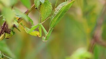 Close Up of a Green Praying Mantis Skillfully Camouflaged Within Its Natural Environment. Media video
